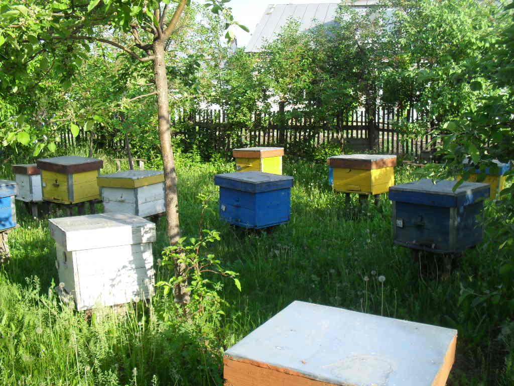 Купить пчелосемьи в белгородской области
